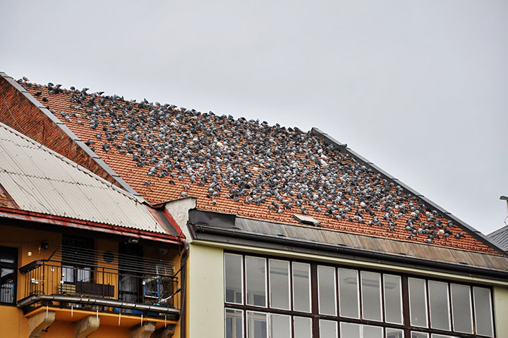 A2B Pest Control are able to install spikes to deter birds from roofs in Bradwell. 