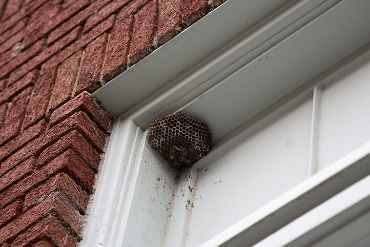 We provide a wasp nest removal service for domestic and commercial properties in Bradwell.
